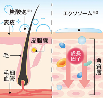 生プラセンタ由来エクソソーム 